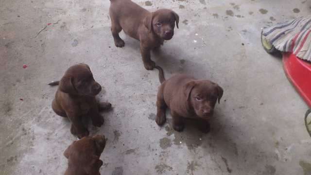 Labrador Schoko